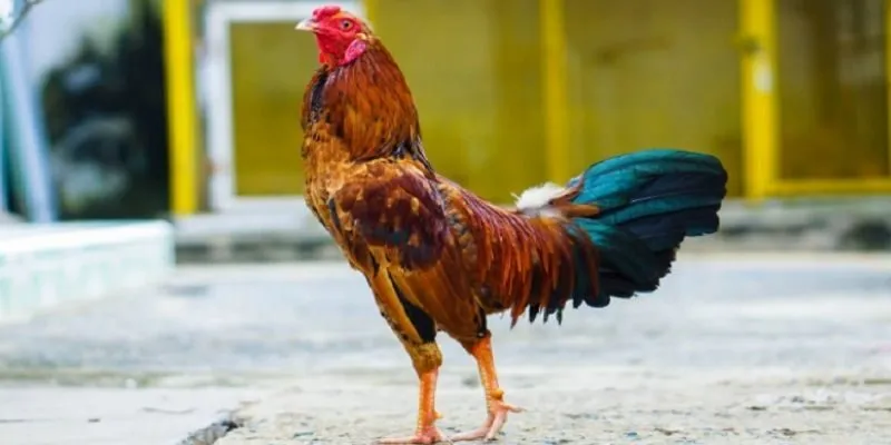 Luật chọi gà từ A đến Z
