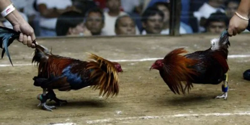 Tìm hiểu về đá gà cựa sắt