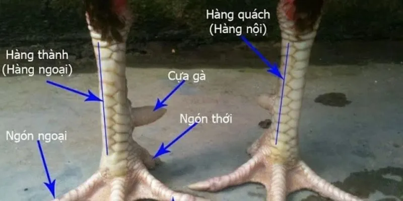 Tìm hiểu về phương pháp nhìn vảy gà chọi